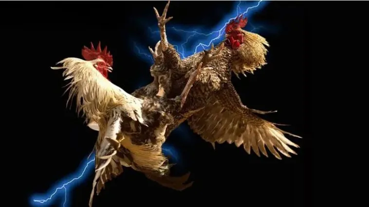 Khám Phá Sàn Đấu Kịch Tính Cùng Đá Gà PQ88 Đỉnh Cao Nhất